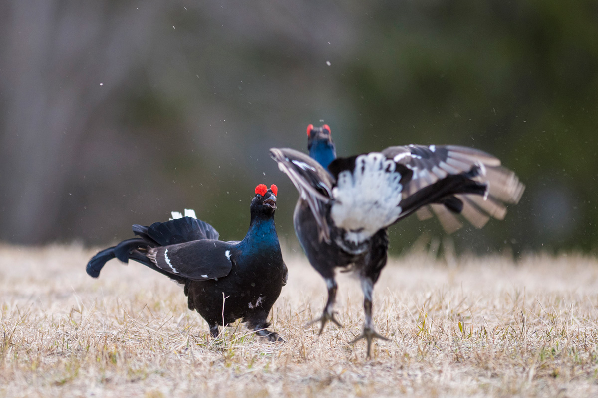 Black Grouse