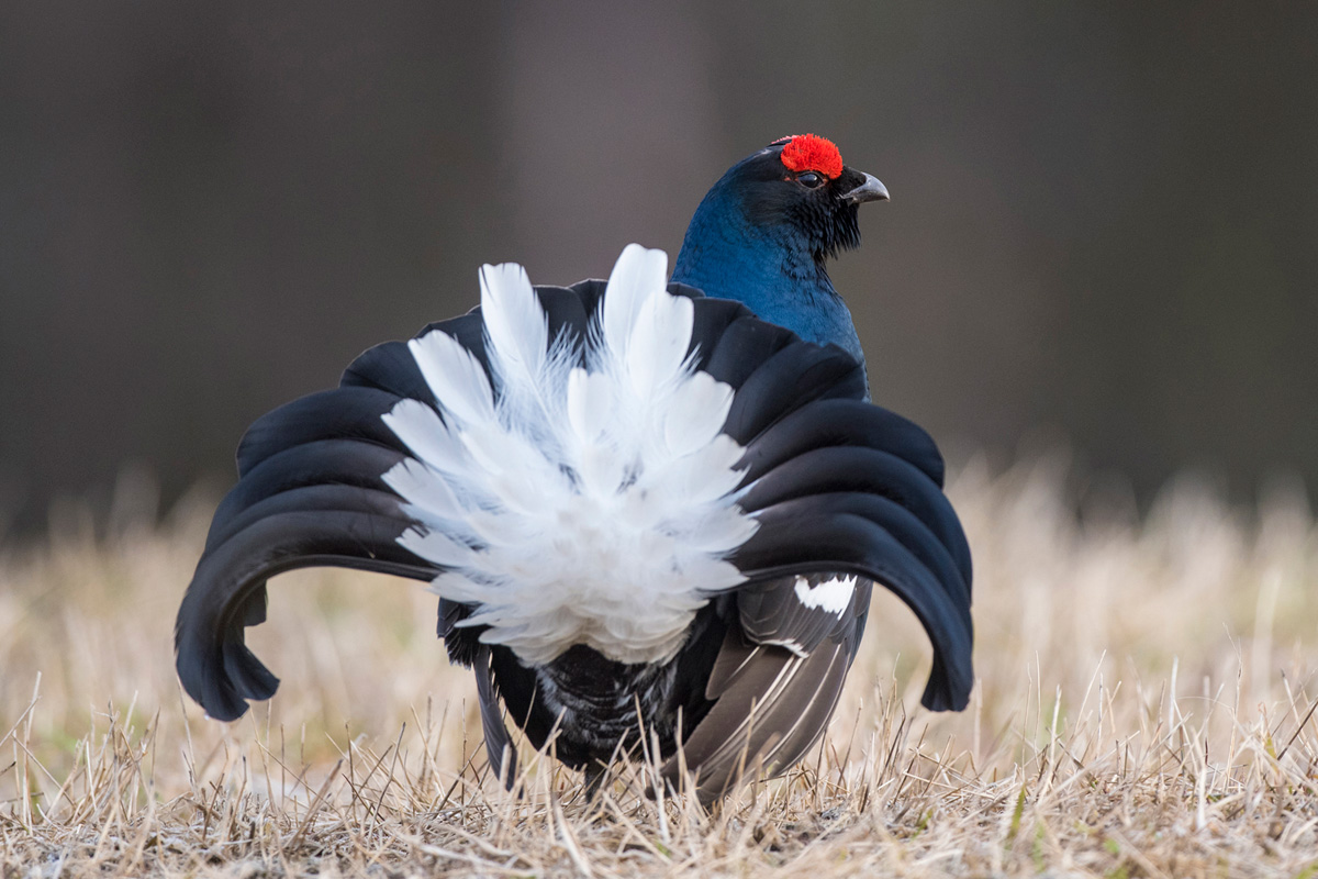 Black Grouse