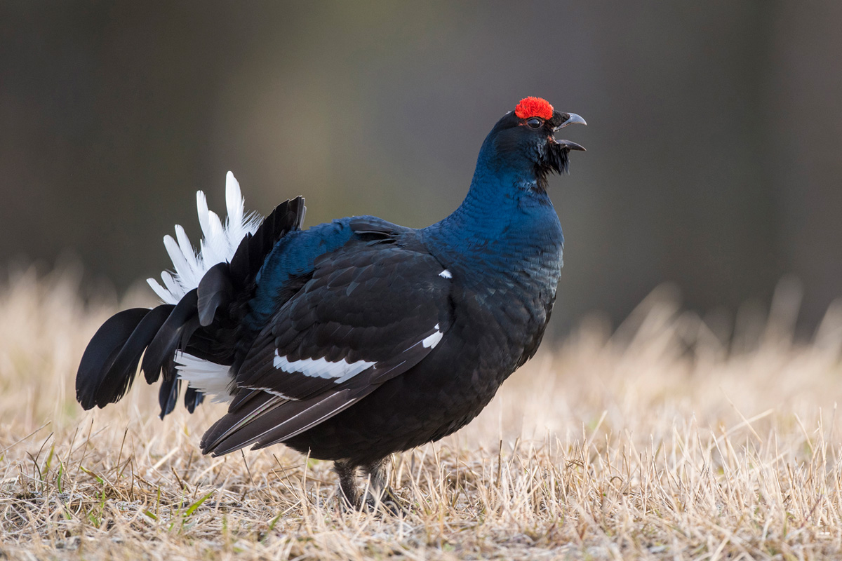 Black Grouse