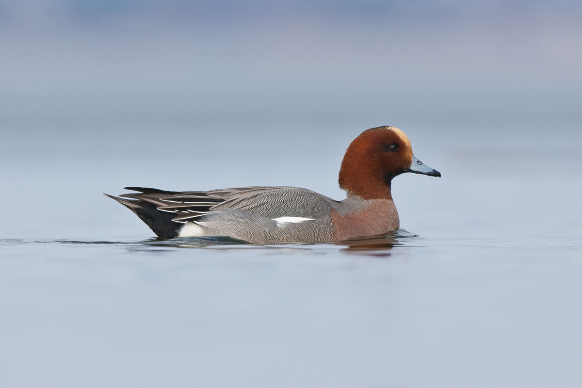 Eurasian Wigeon