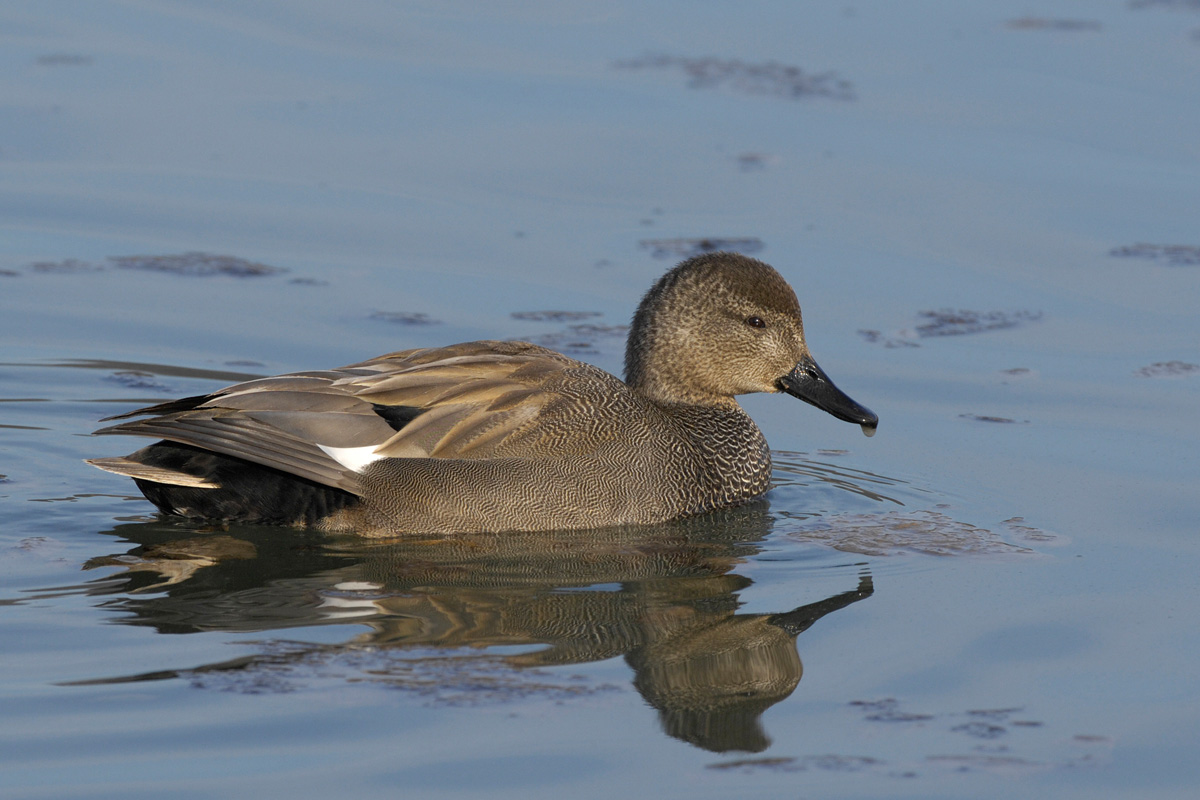 Gadwall