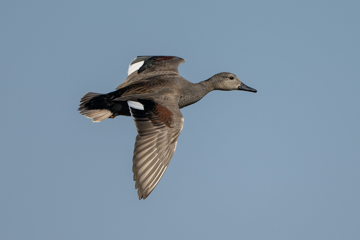 Gadwall