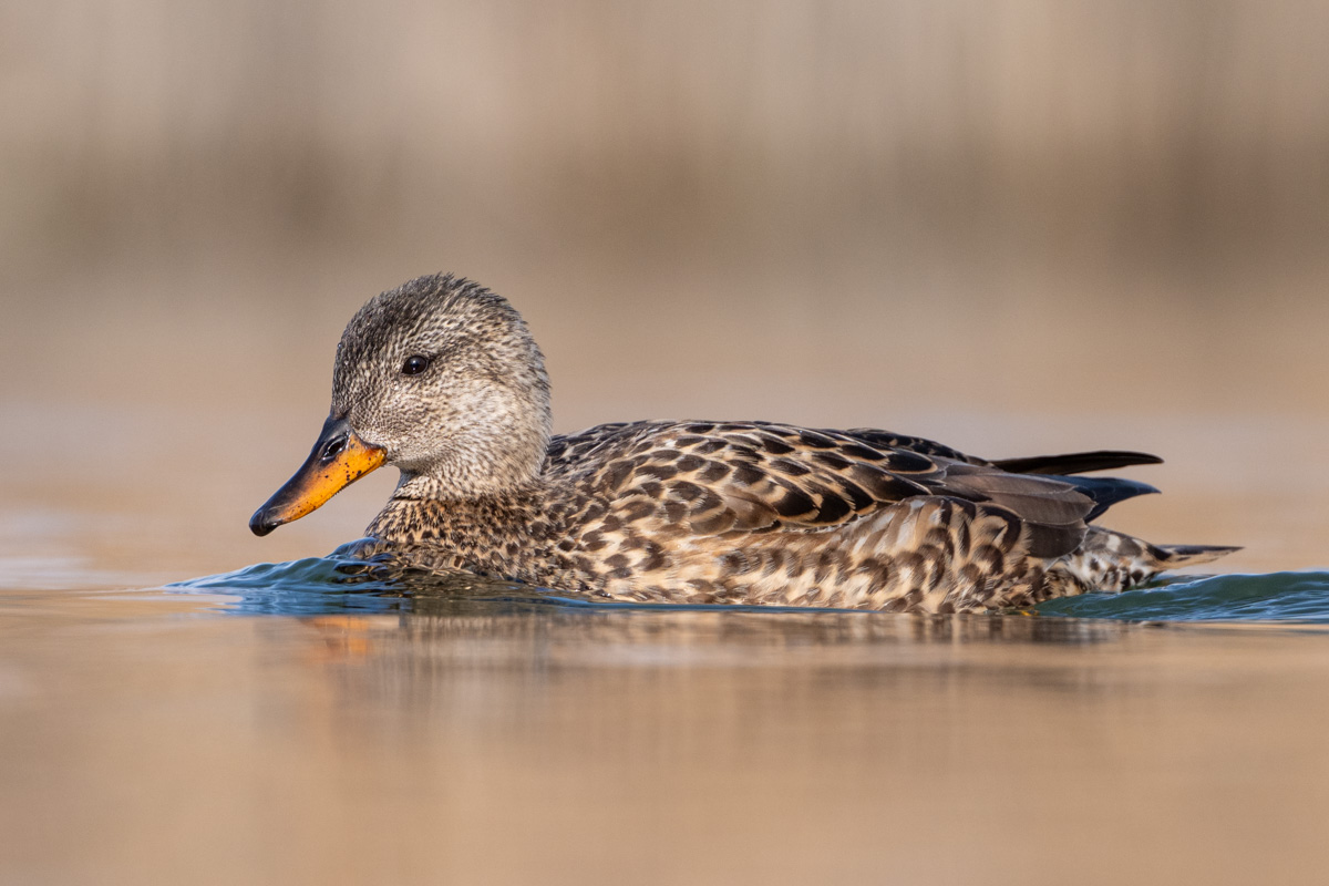 Gadwall