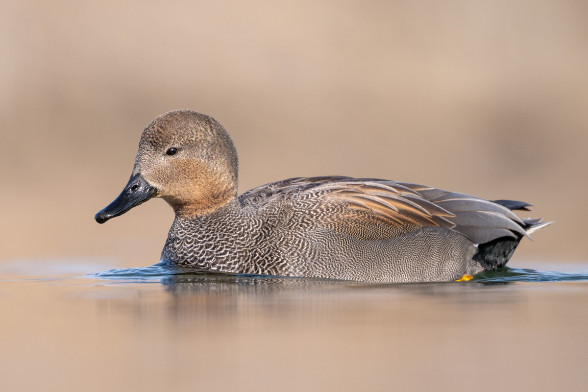 Gadwall