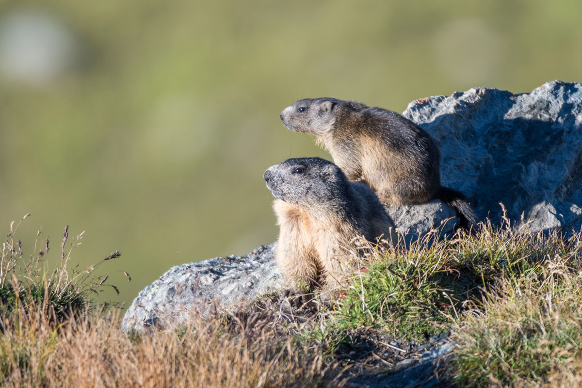 Alpine Marmot