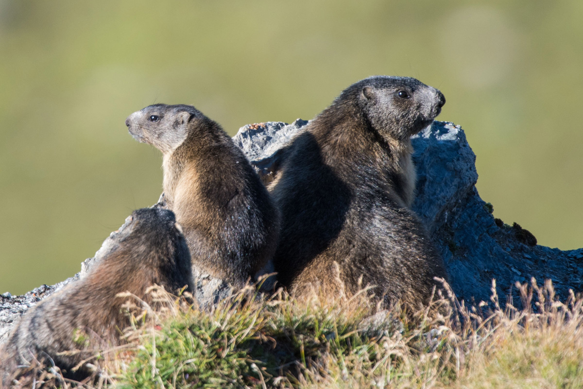 Alpine Marmot