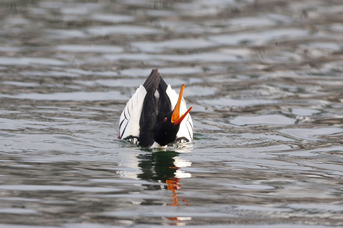 Red-breasted Merganser