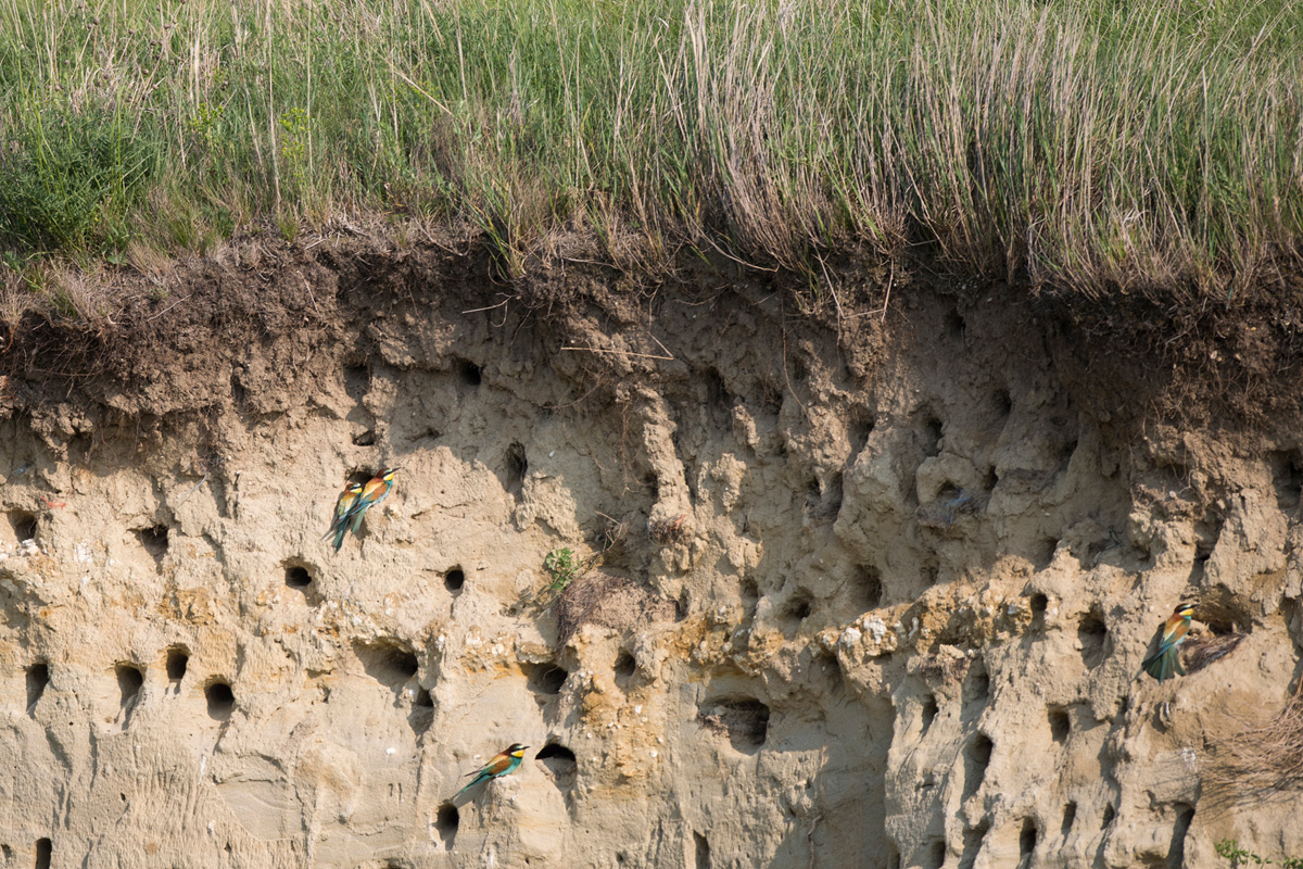 European Bee-eater