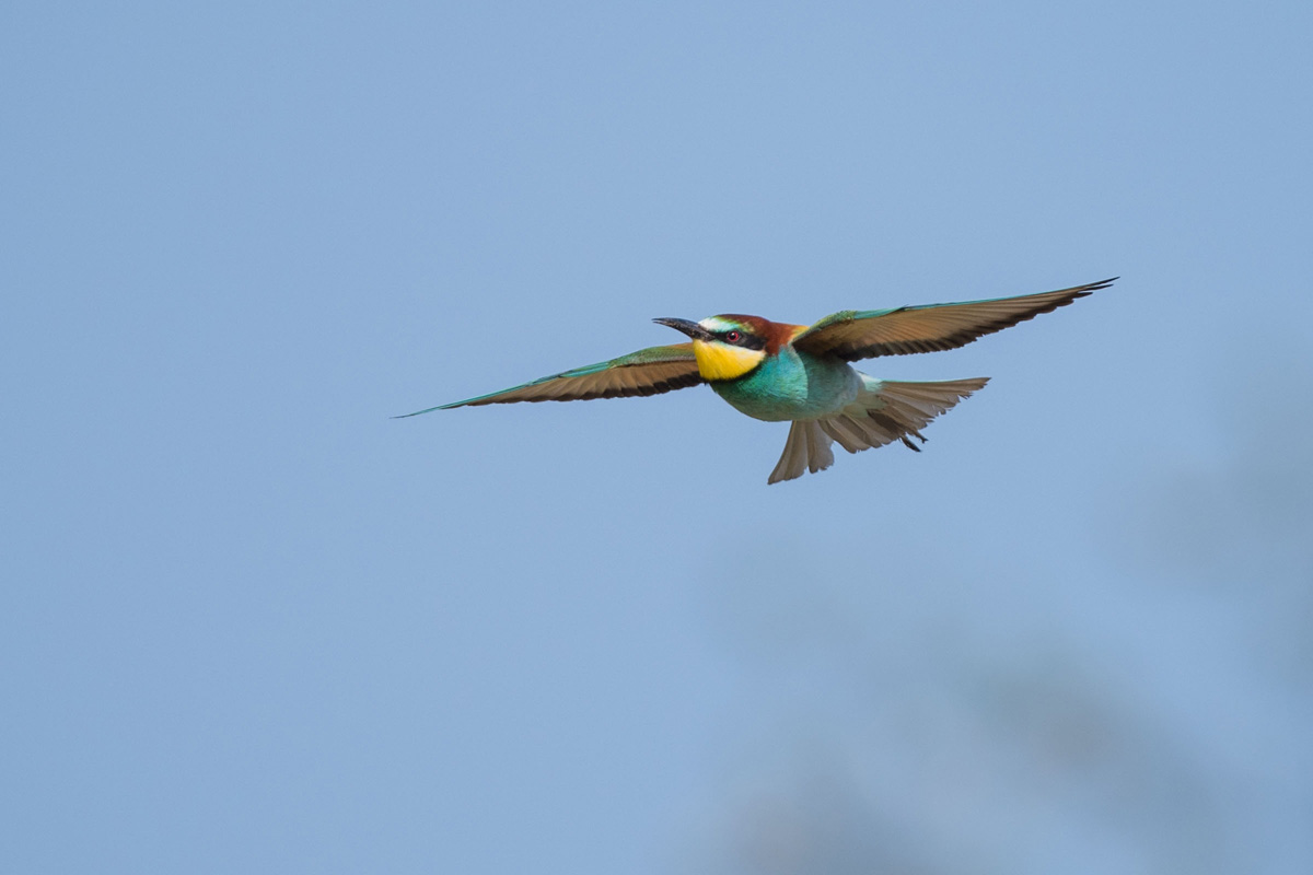 European Bee-eater