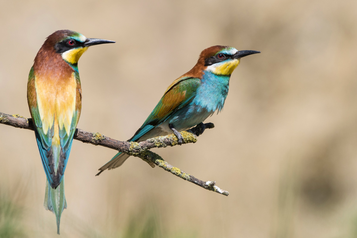 European Bee-eater