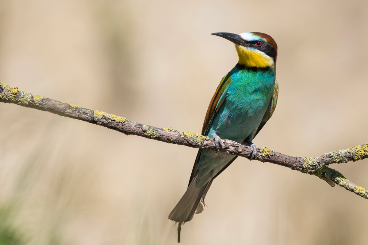 European Bee-eater
