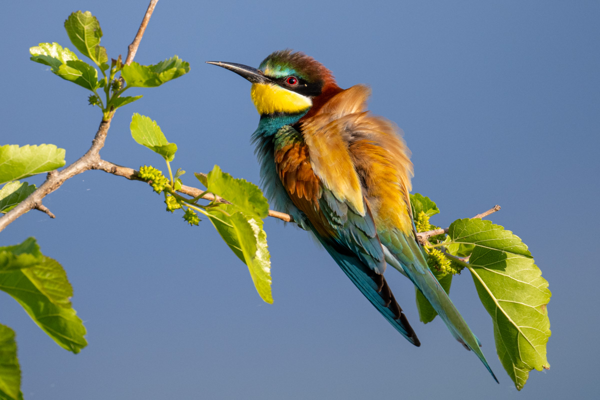 European Bee-eater