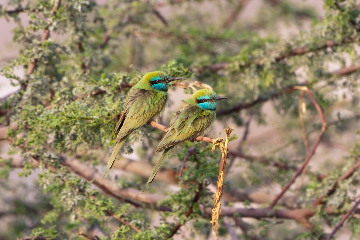 Arabian Green Bee-eater