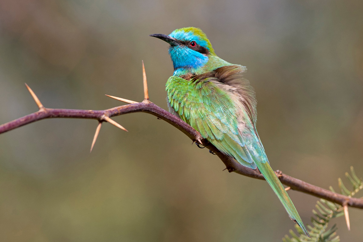 Arabian Green Bee-eater