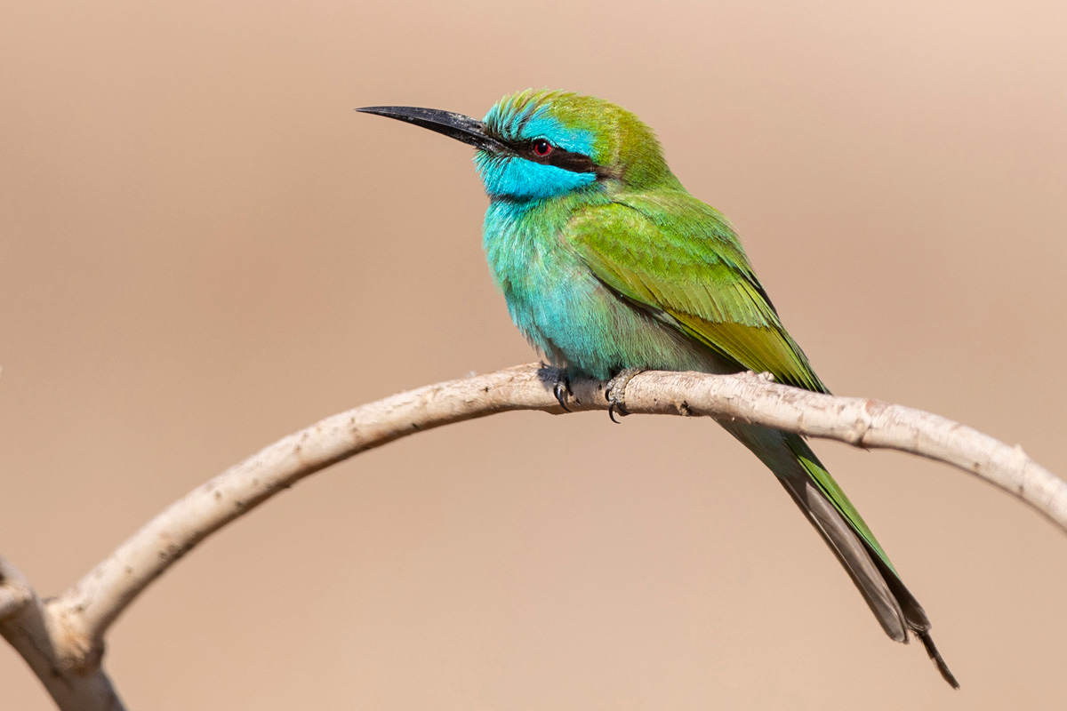 Arabian Green Bee-eater