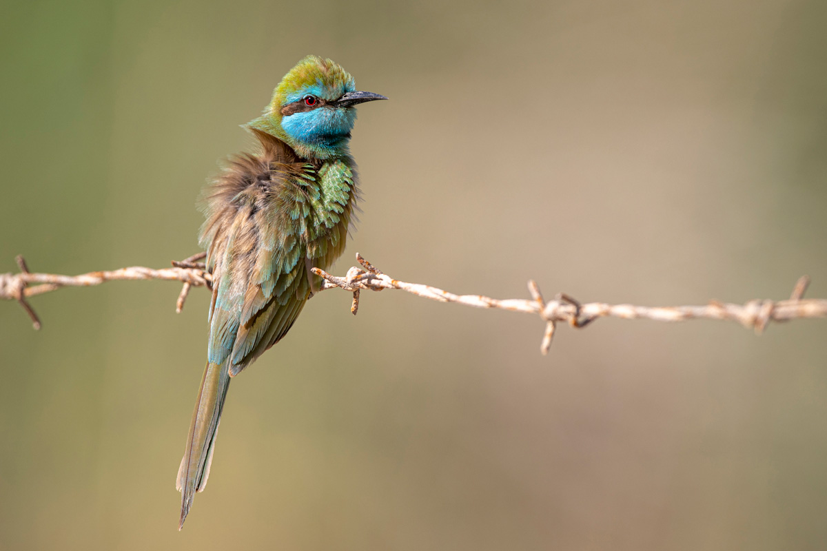 Arabian Green Bee-eater