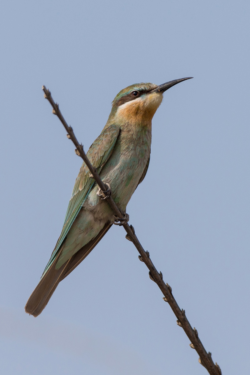 Blue-cheeked Bee-eater
