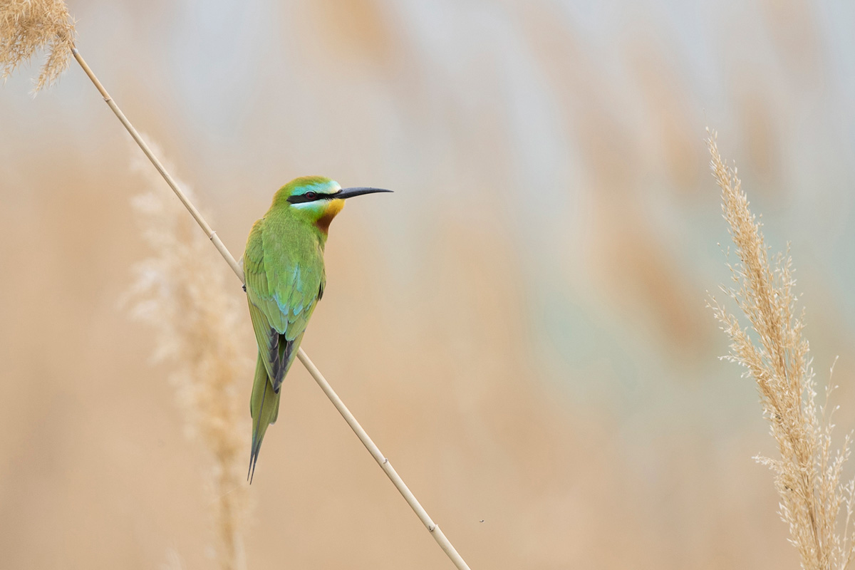 Blue-cheeked Bee-eater