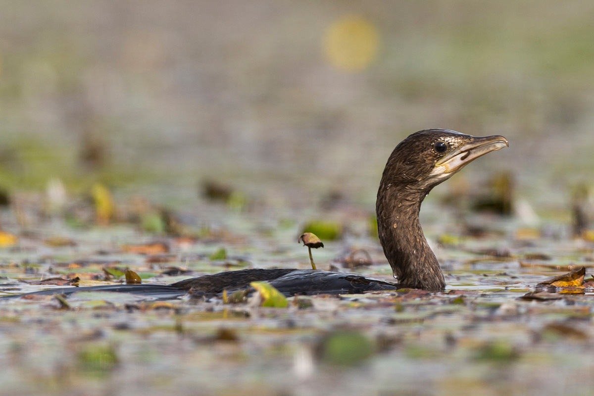 Pygmy Cormorant