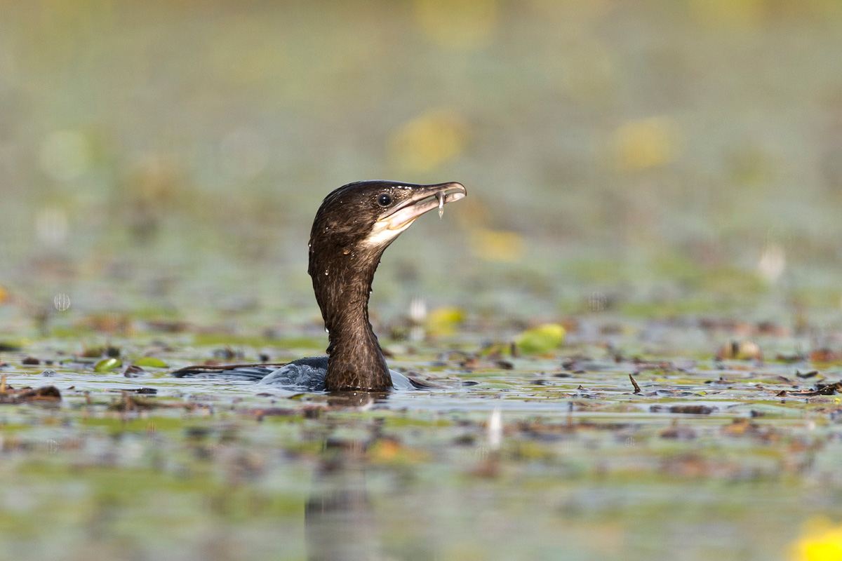 Pygmy Cormorant