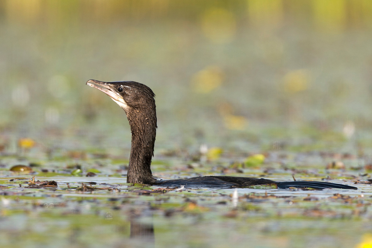 Pygmy Cormorant
