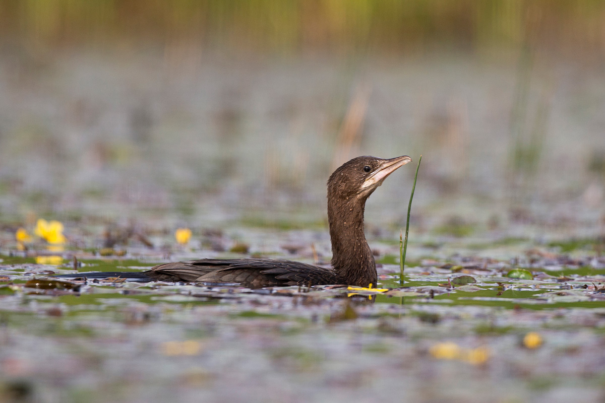 Pygmy Cormorant