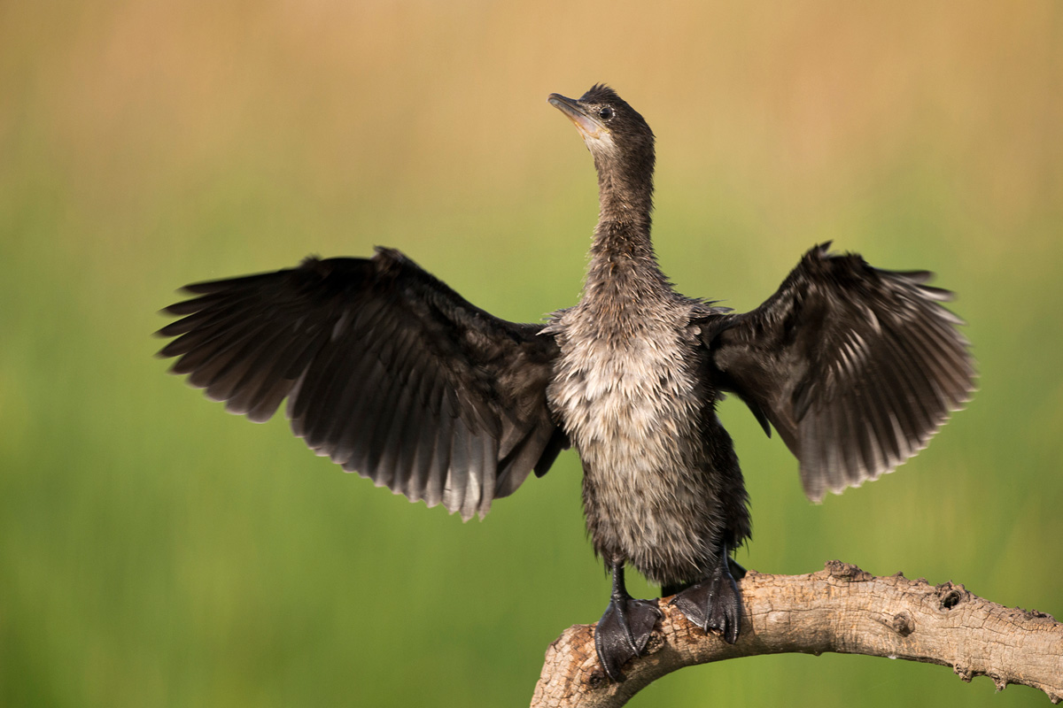 Pygmy Cormorant