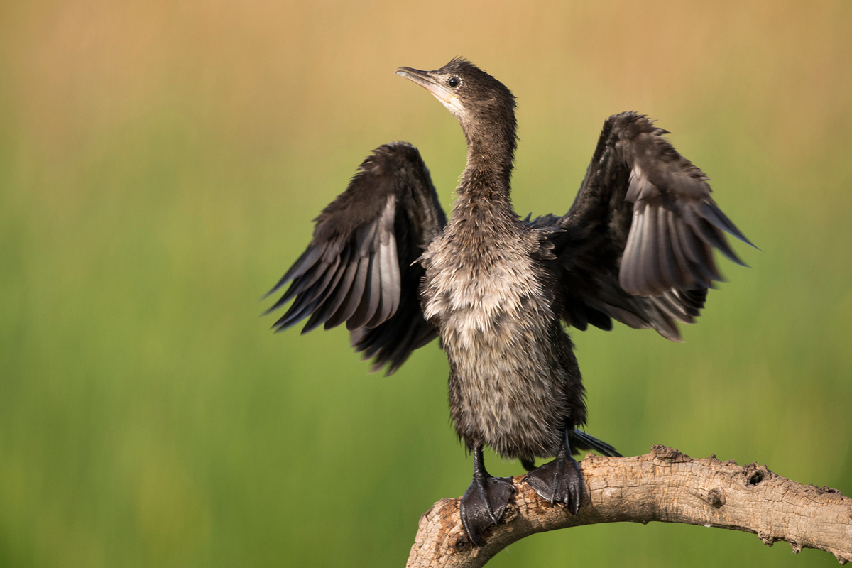 Pygmy Cormorant