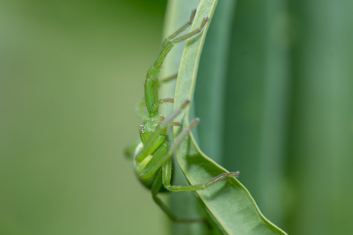 Grüne Huschspinne