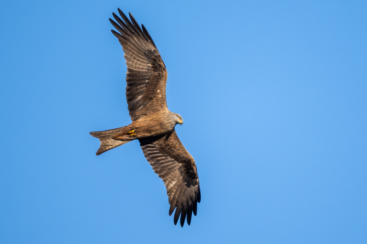 Black Kite Black Kite