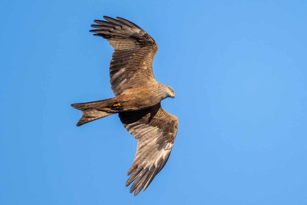 Black Kite Black Kite