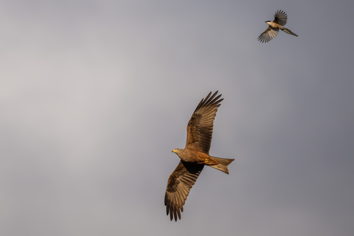 Black Kite Black Kite