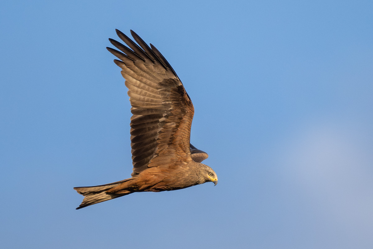 Black Kite Black Kite