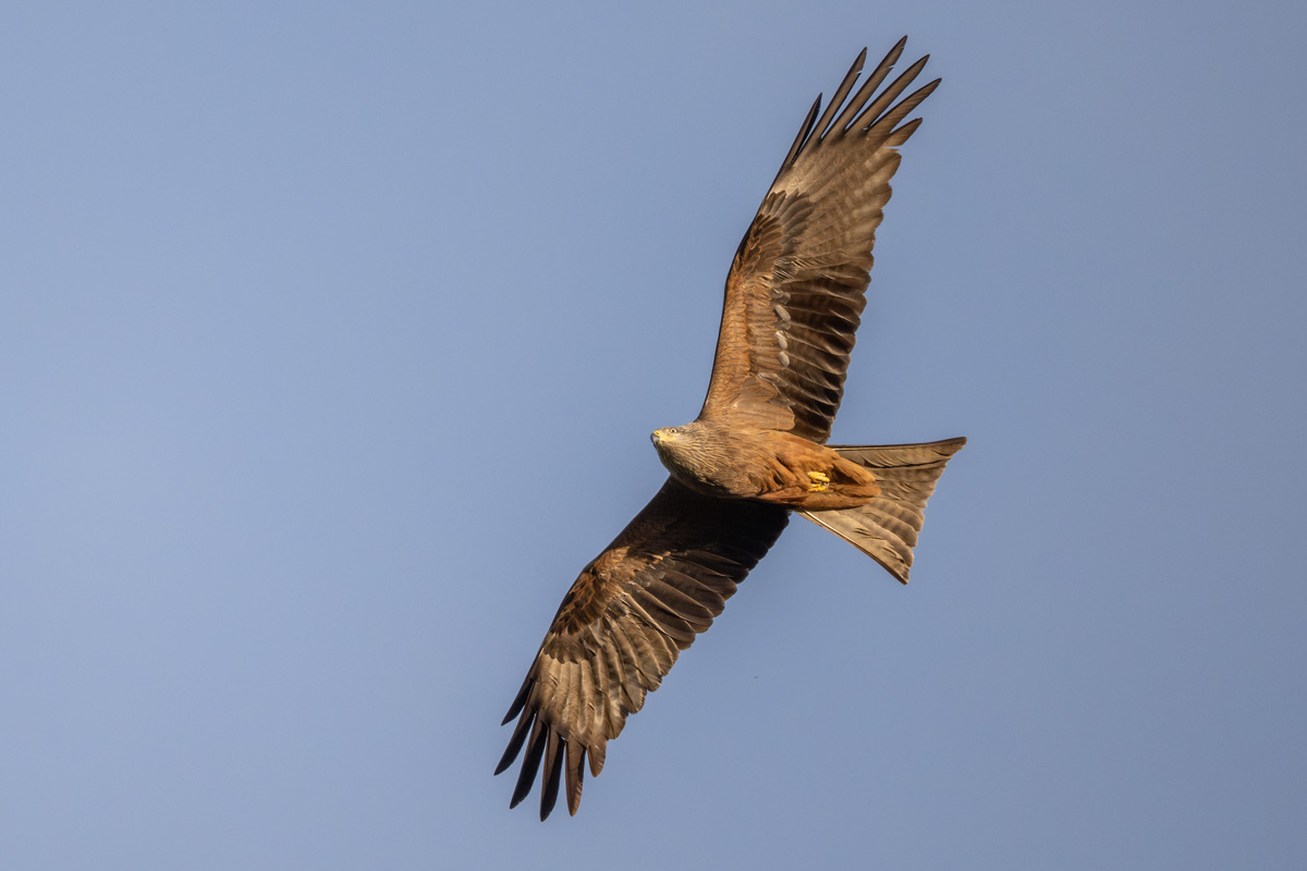 Black Kite Black Kite