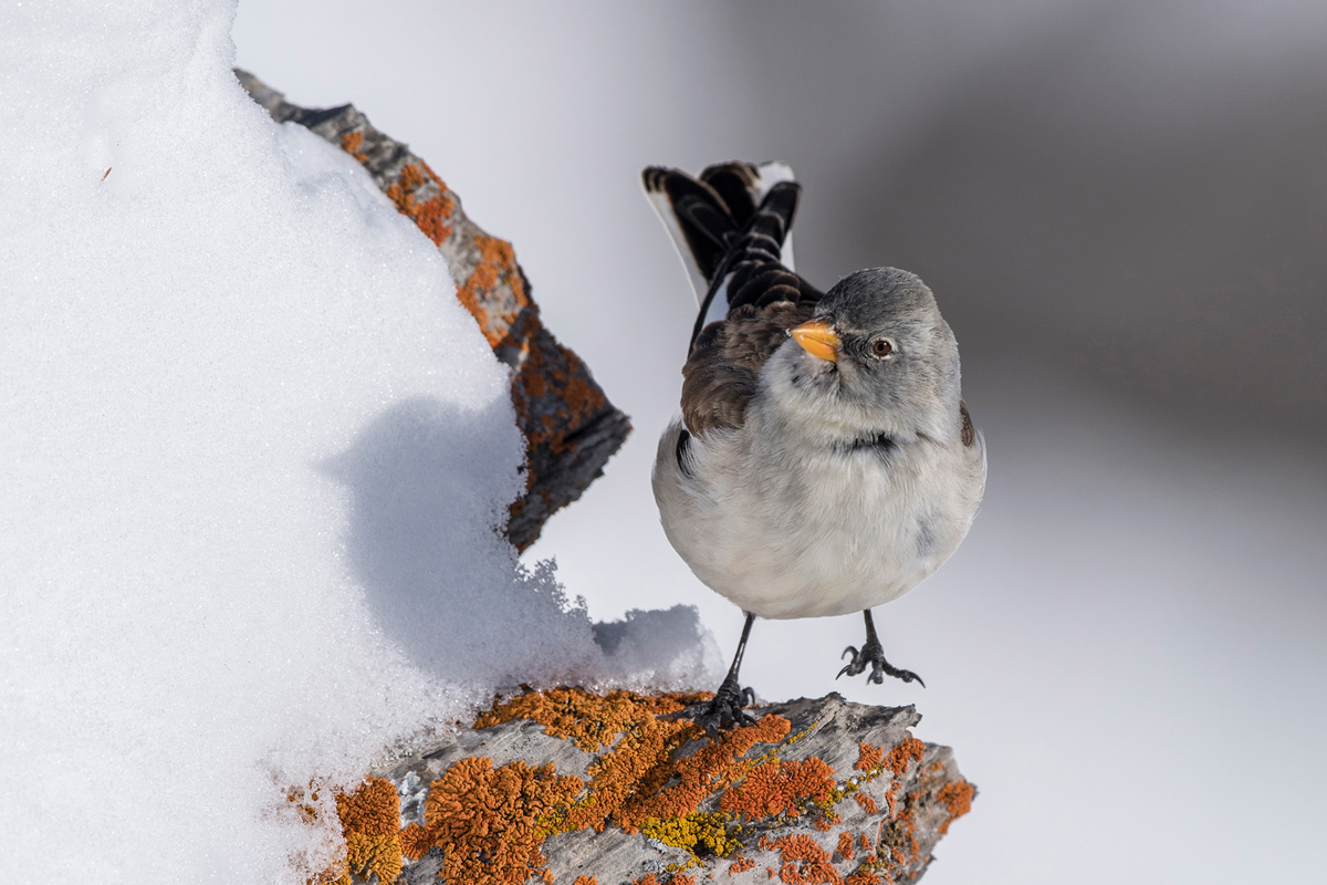 White-winged Snowfinch