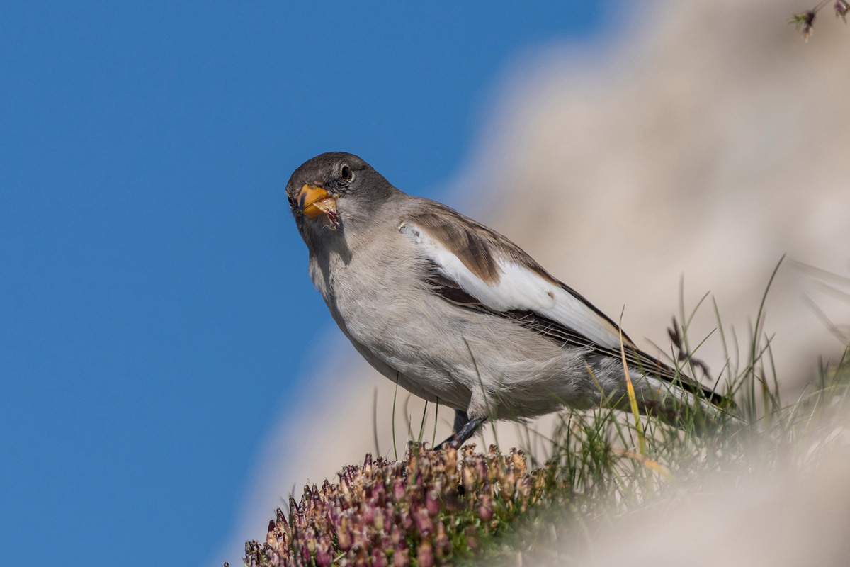 White-winged Snowfinch