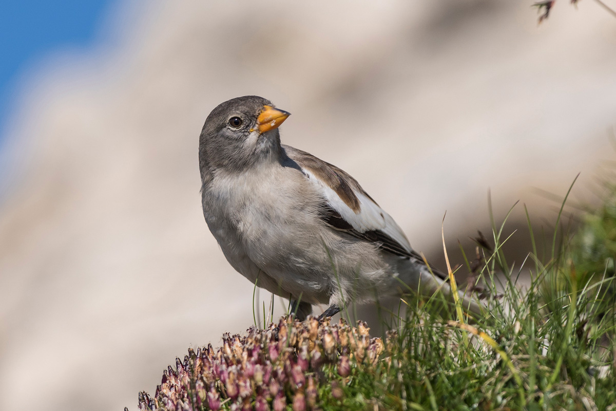 White-winged Snowfinch