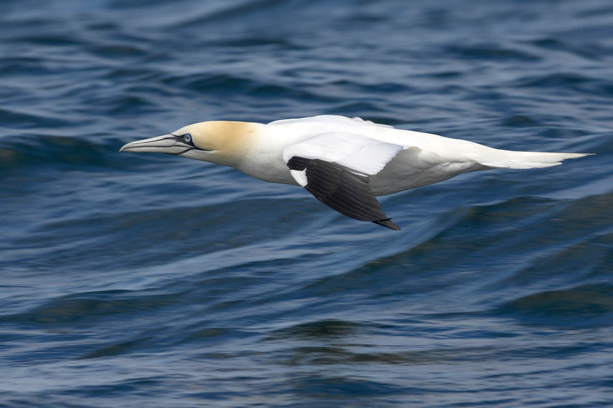 Northern Gannet