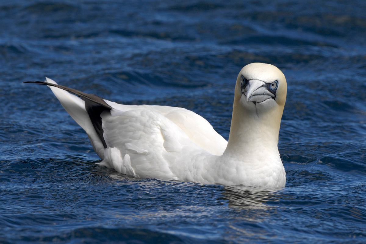 Northern Gannet