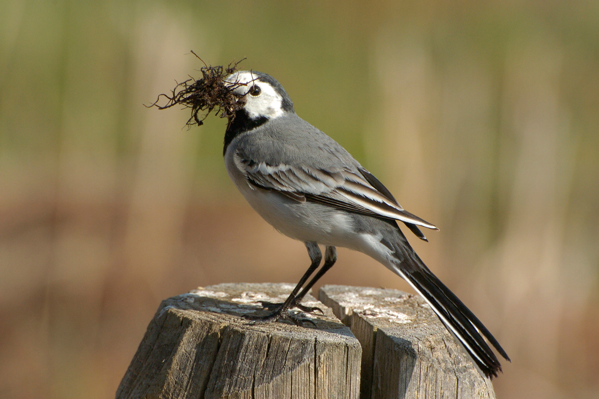 White Wagtail