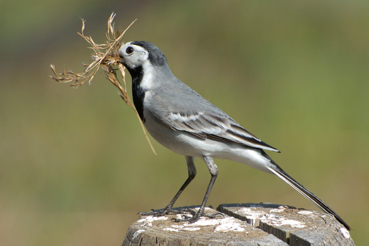 White Wagtail