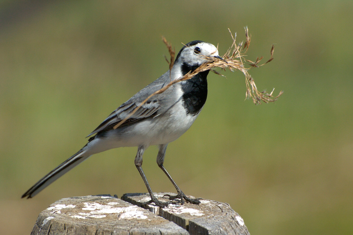 White Wagtail