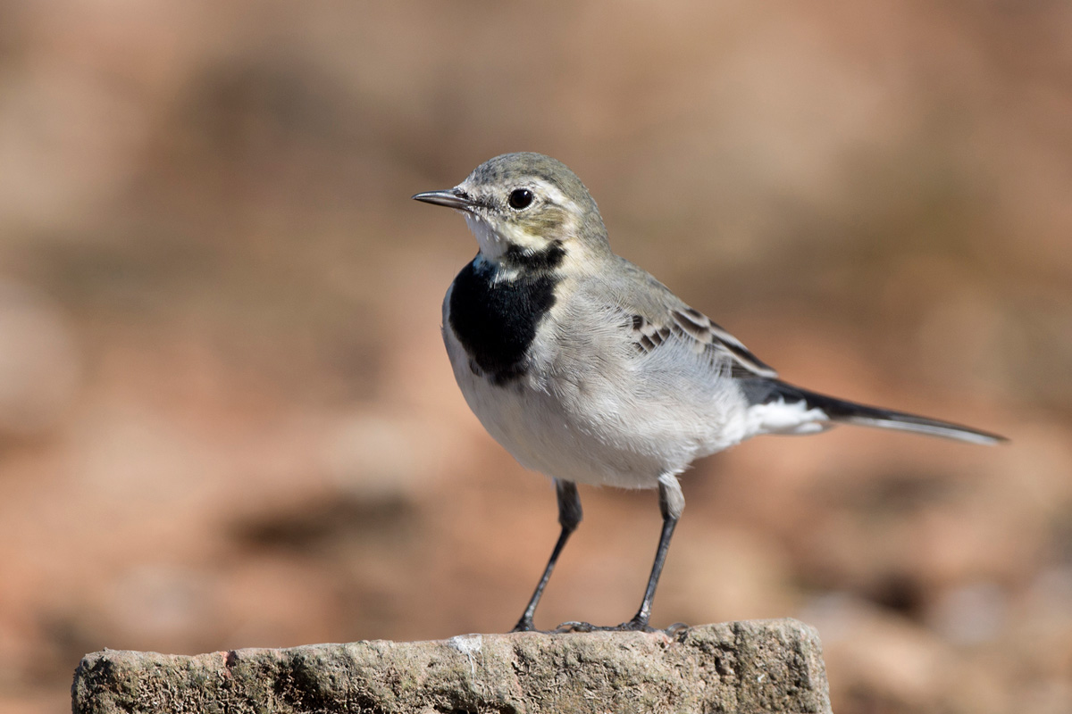 White Wagtail