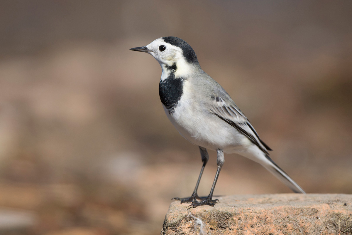 White Wagtail