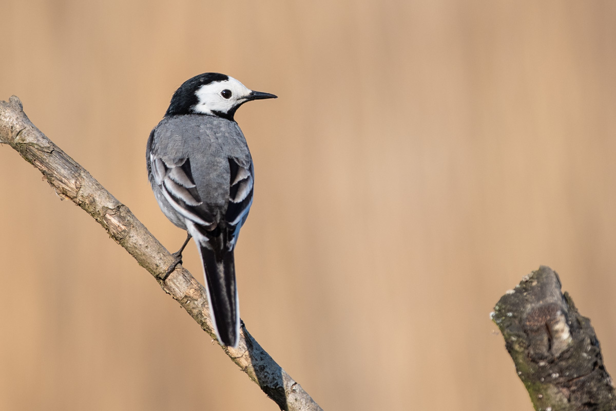 White Wagtail