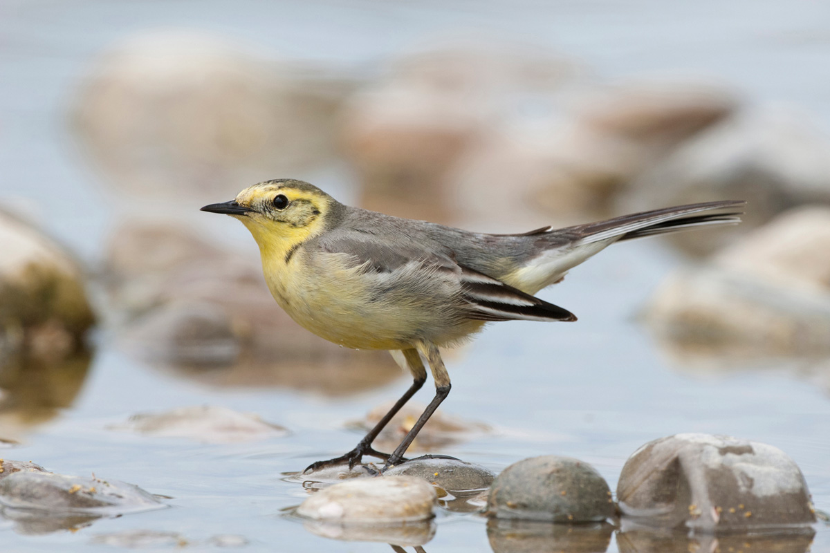 Citrine Wagtail