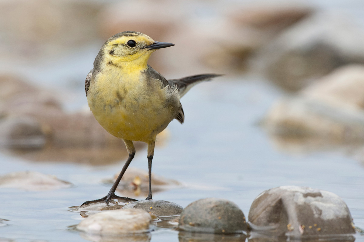 Citrine Wagtail