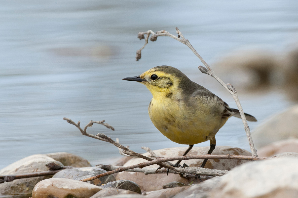 Citrine Wagtail