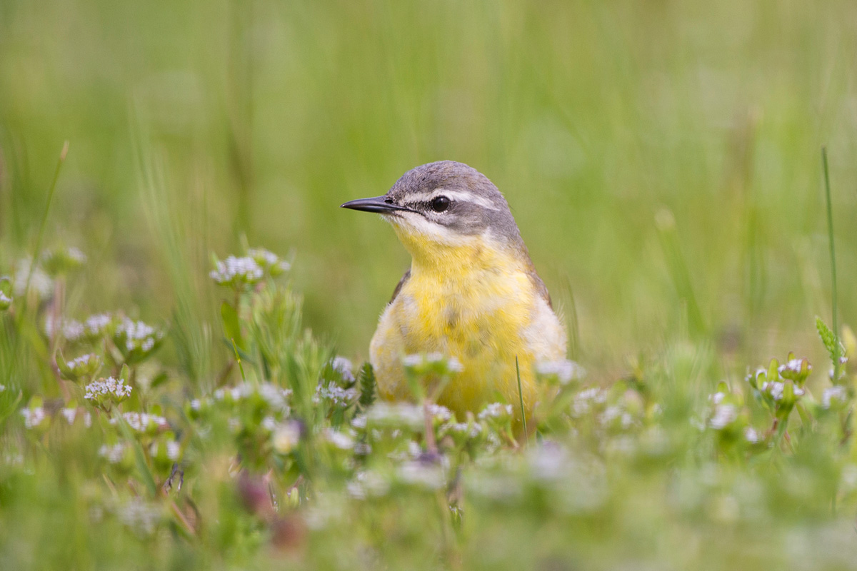 Western Yellow Wagtail