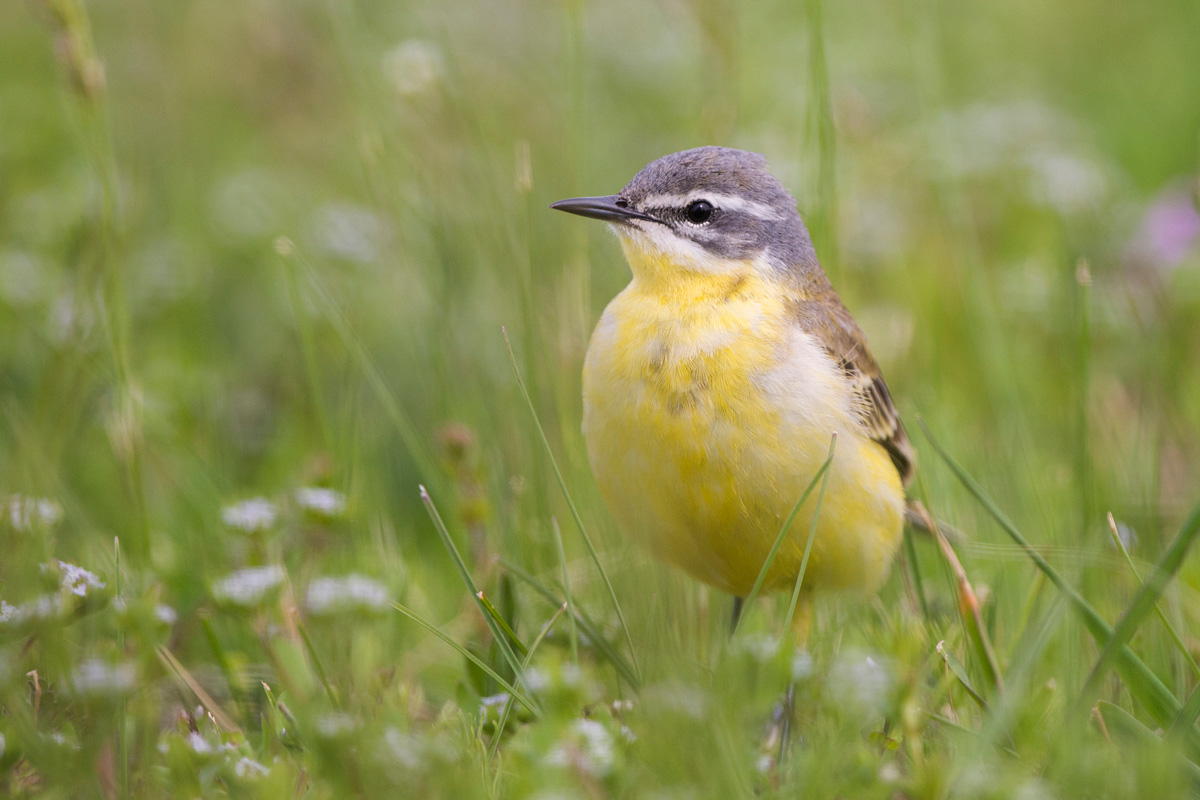 Western Yellow Wagtail